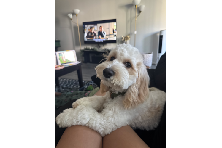 Best Cockapoo Baby