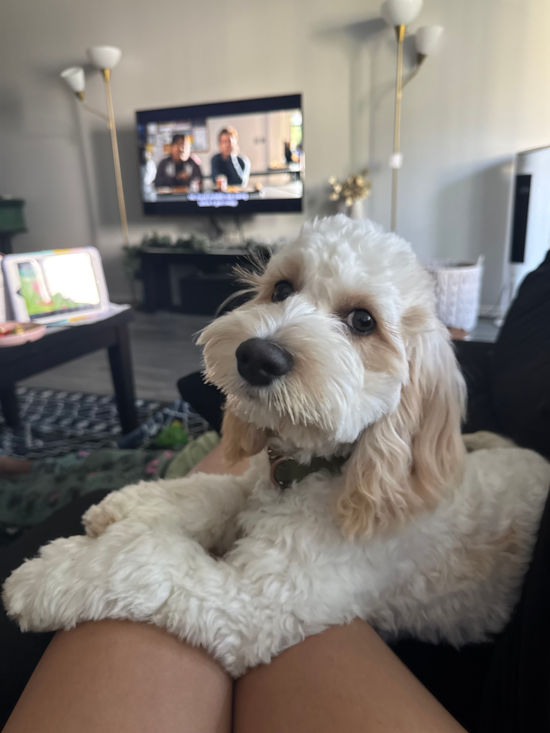 Popular Cockapoo Poodle Mix Pup