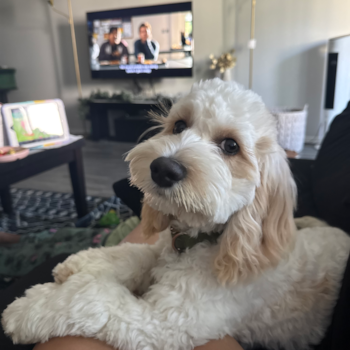 Popular Cockapoo Poodle Mix Pup