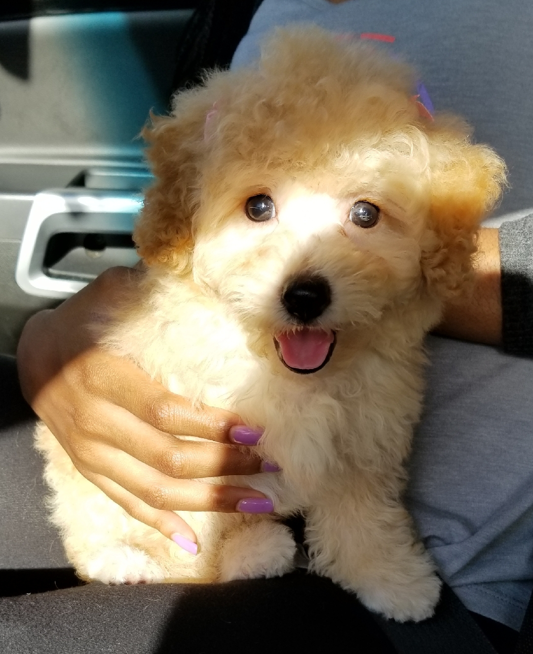 Maltipoo Pup Being Cute