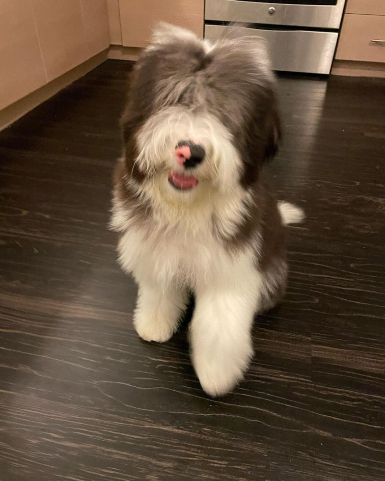 Fluffy Mini Sheepadoodle Poodle Mix Pup