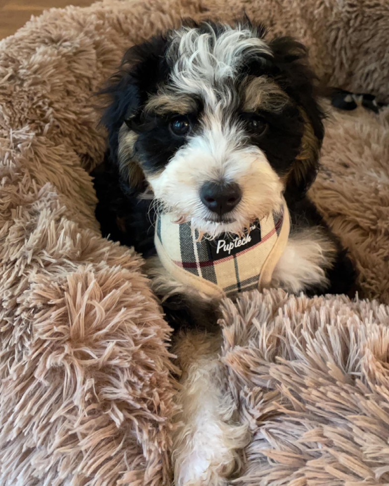 Mini Bernedoodle Being Cute