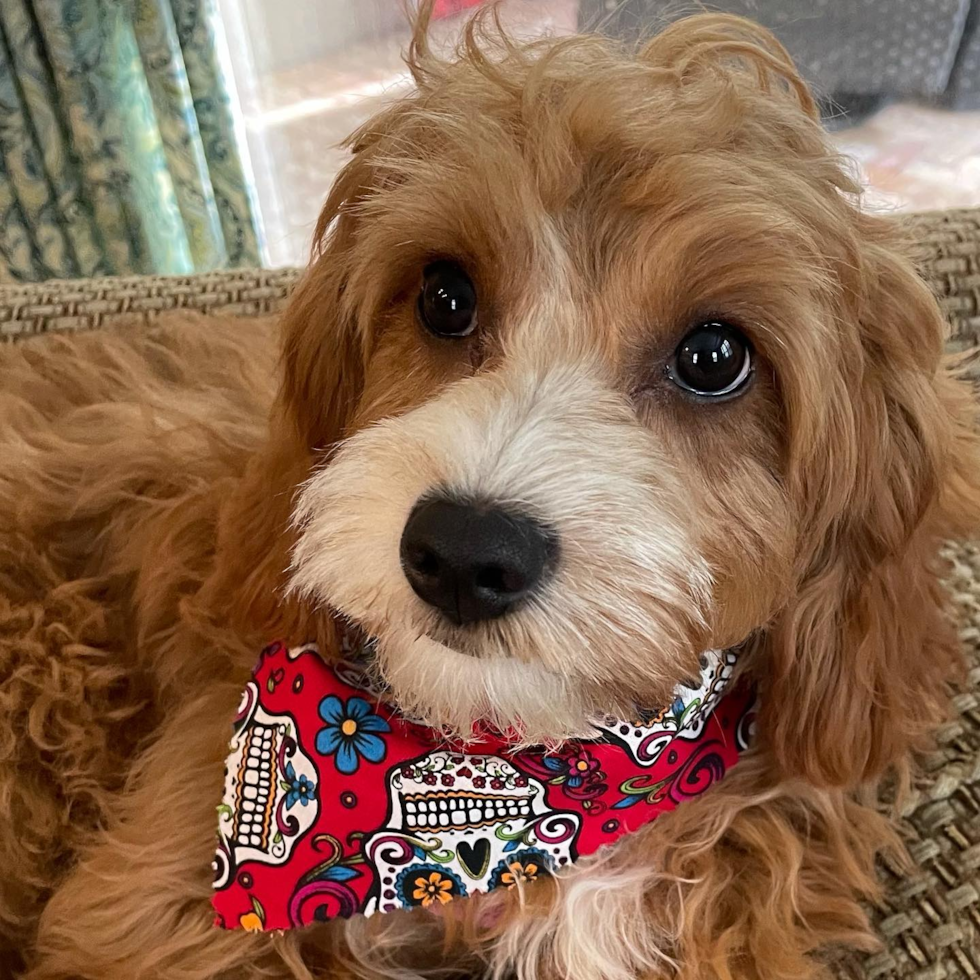 Popular Cavapoo Poodle Mix Pup