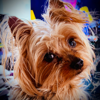 Yorkshire Terrier Pup