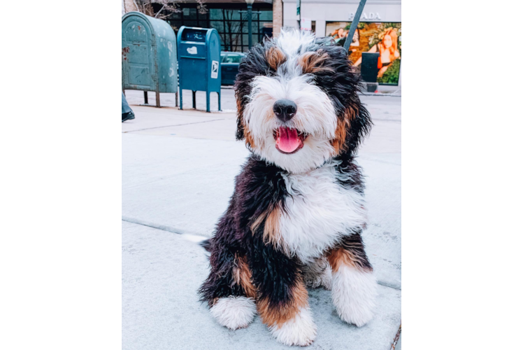 Best Mini Bernedoodle Baby