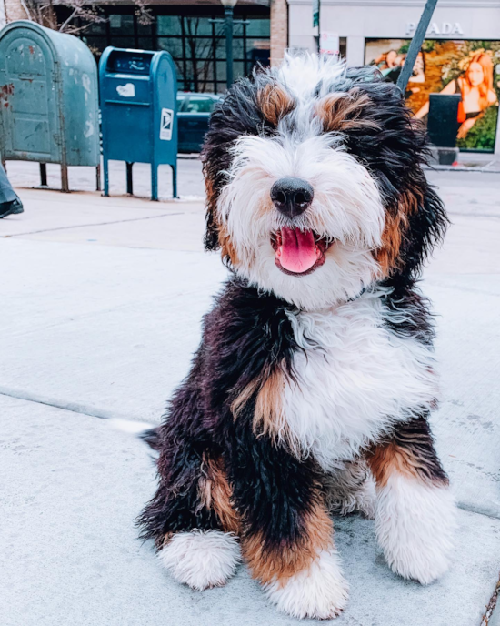 Sweet Mini Bernedoodle Pup