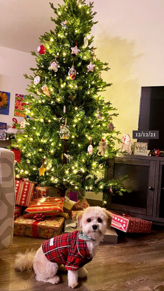 Havanese Being Cute