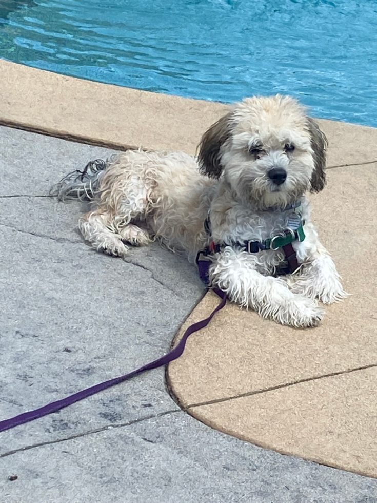 Sweet Havanese Purebred Pup