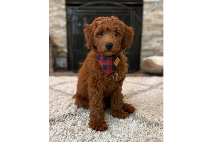 Mini Goldendoodle Puppy for Adoption