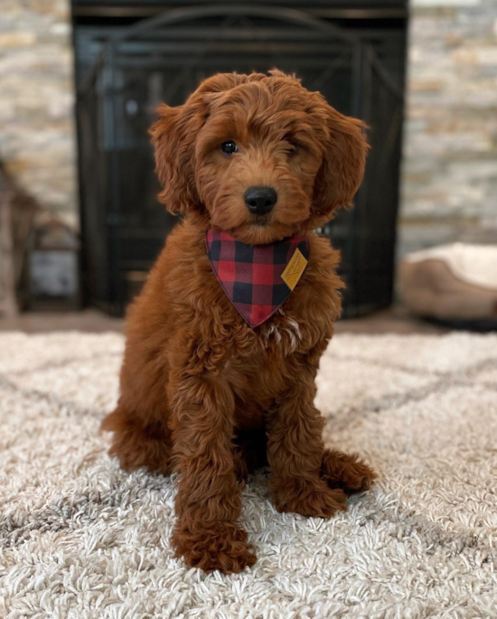 Mini Goldendoodle Being Cute