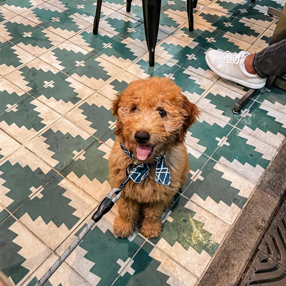 Friendly Mini Goldendoodle Pup