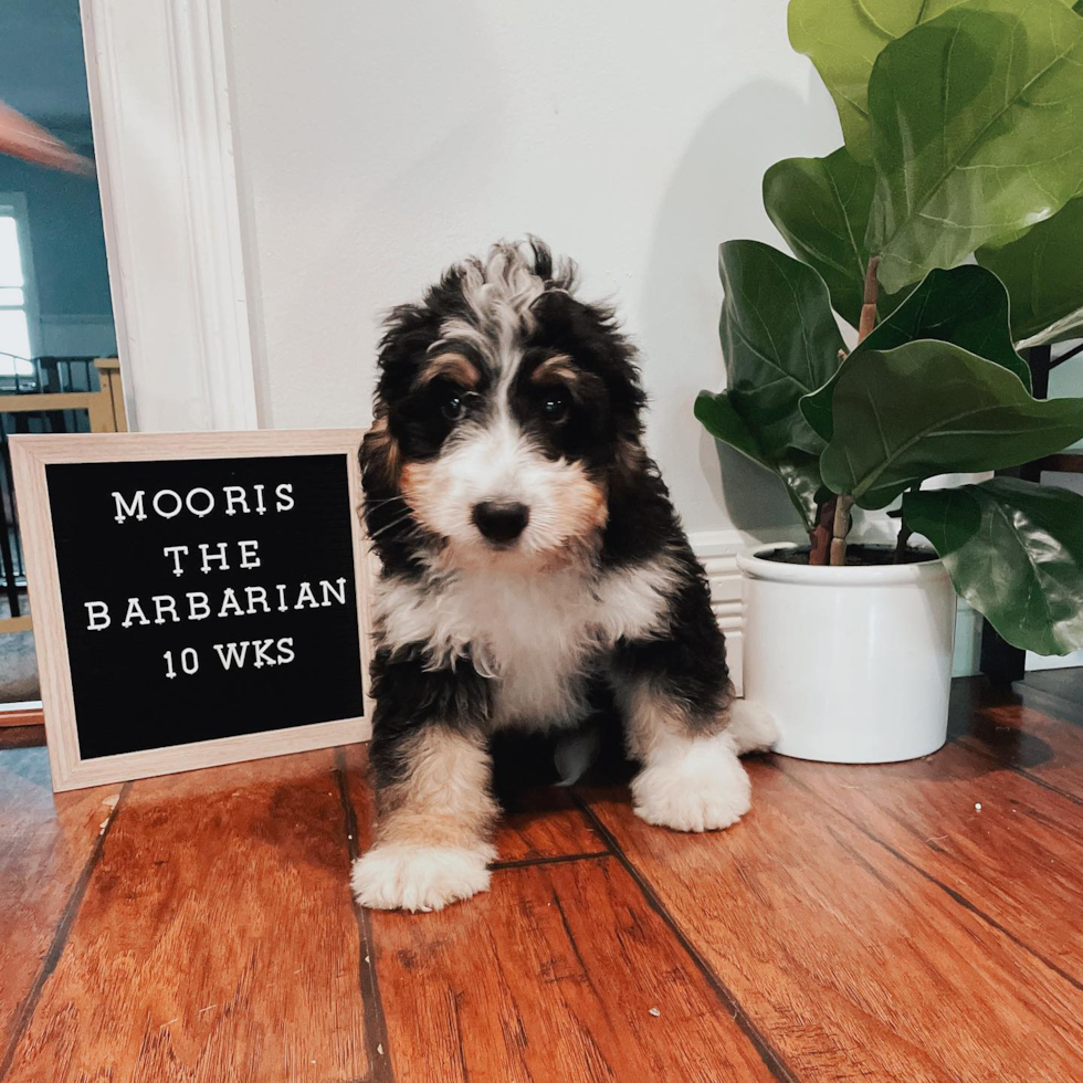 Mini Bernedoodle Being Cute