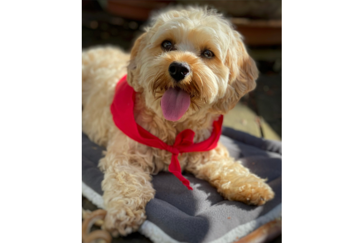 Little Cavoodle Poodle Mix Puppy