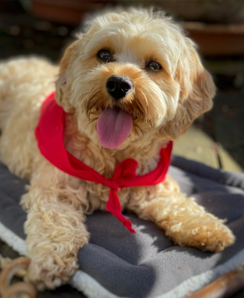 Petite Cavapoo Poodle Mix Pup