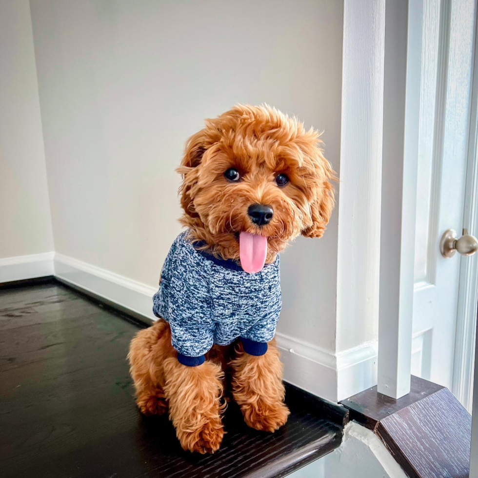 Frederick Cavapoo Pup