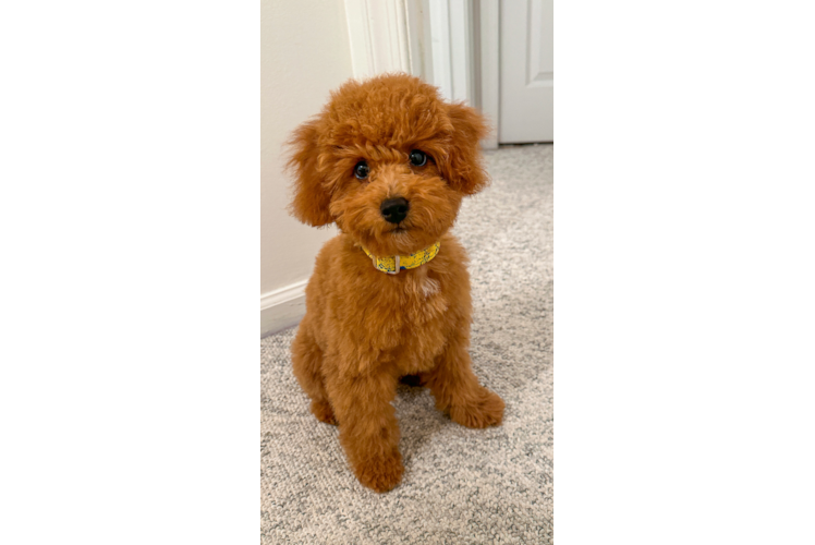 Hypoallergenic Poodle Purebred Pup