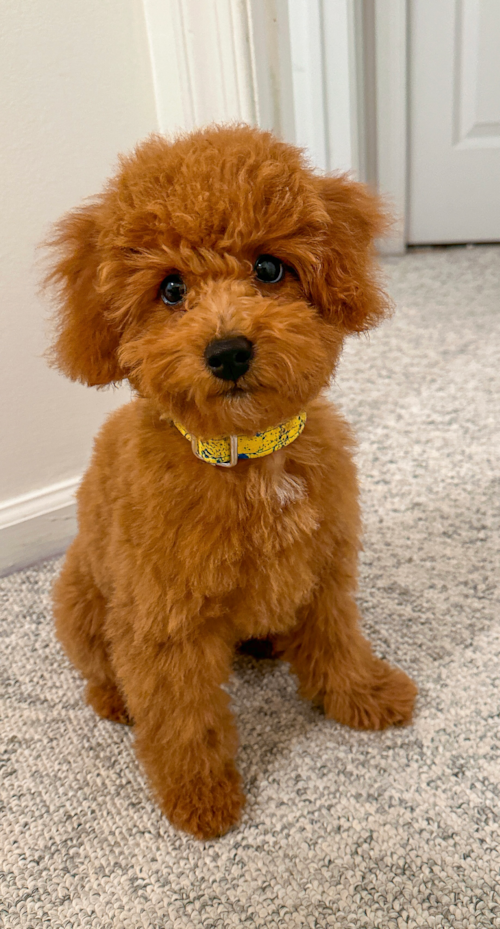 Friendly Poodle Purebred Pup