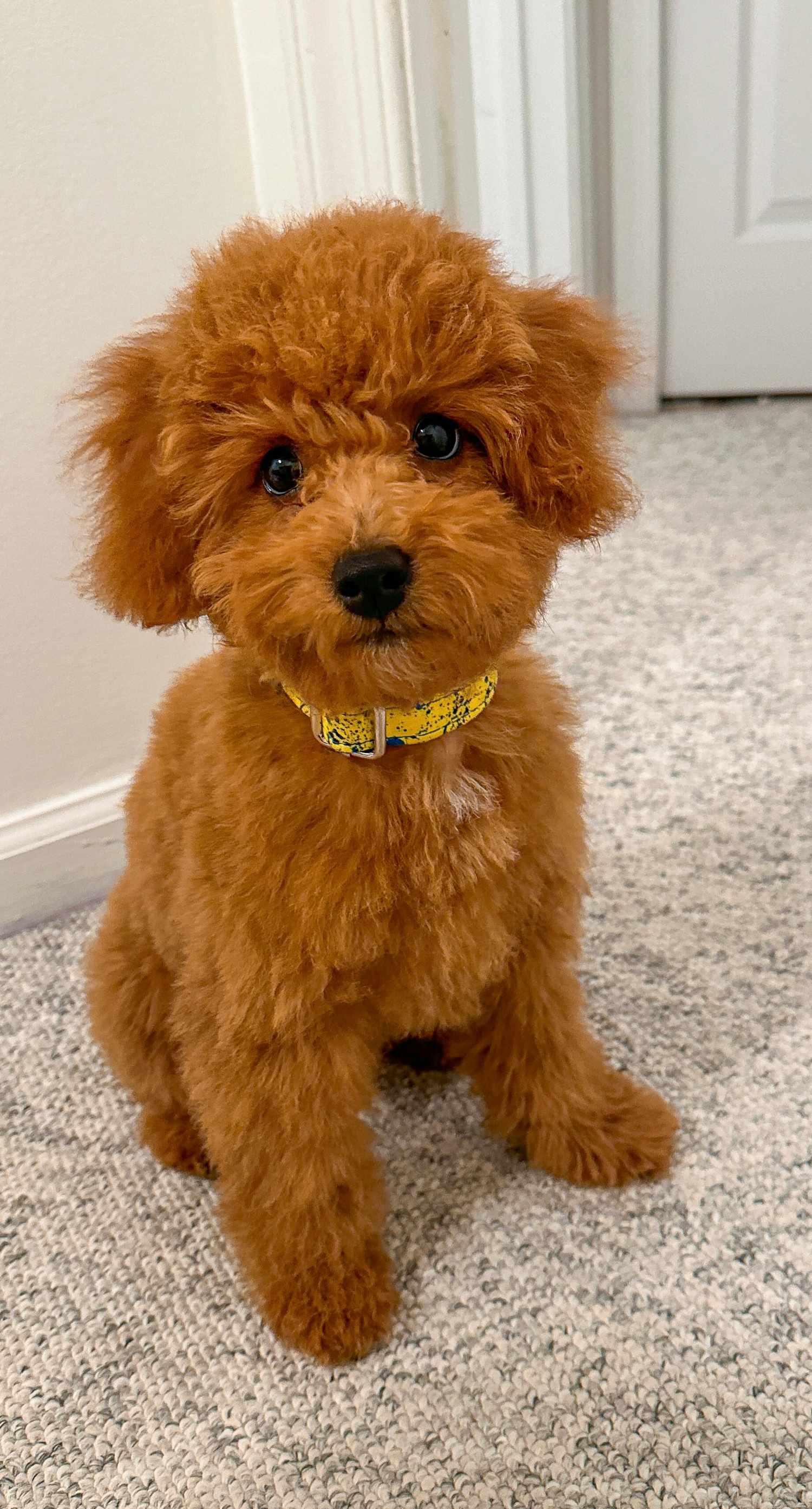 Puddle Pet Poodle Pictures and Full Breed Information - Premier Pups