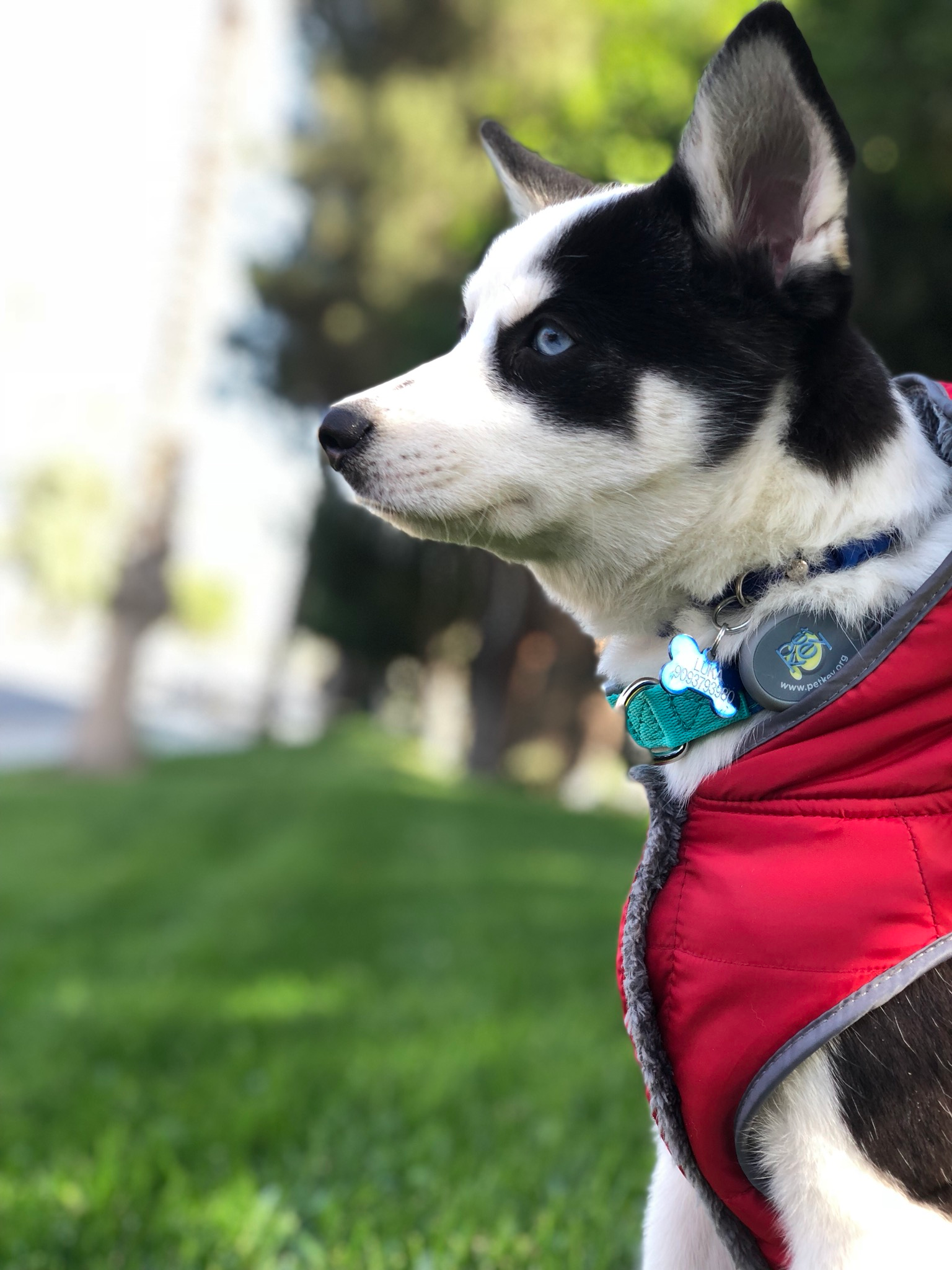 Small Pomsky Baby