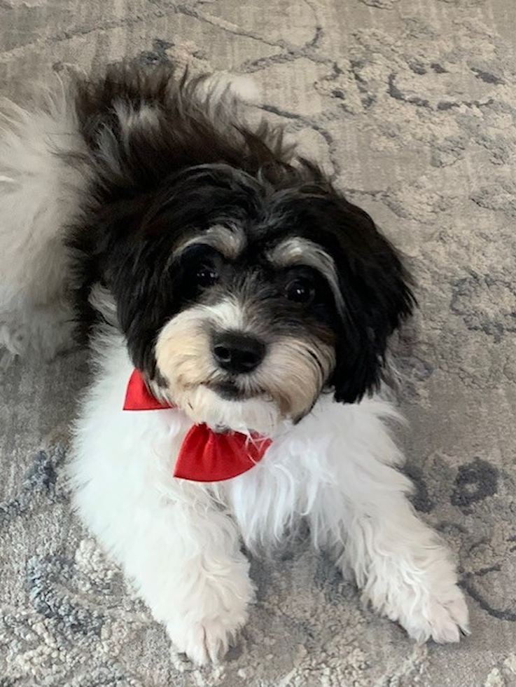 Friendly Cavachon Pup