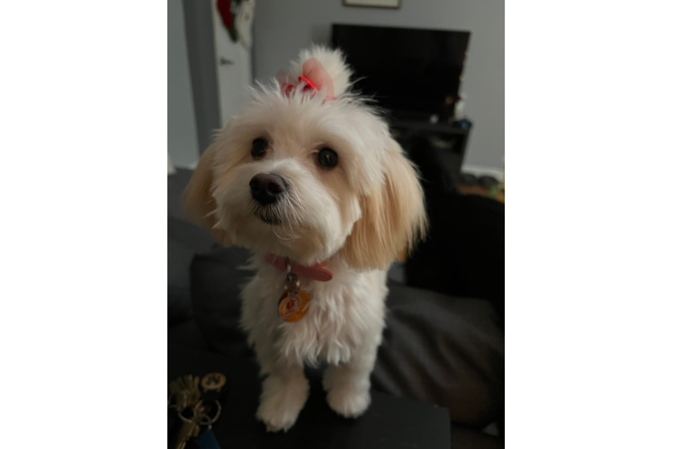 Playful Maltese Poodle Poodle Mix Puppy