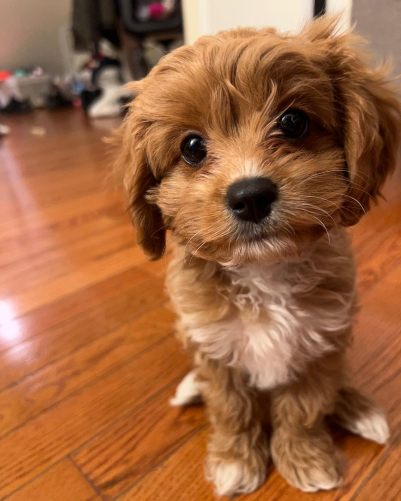 Happy Cavapoo Pup in Philadelphia PA