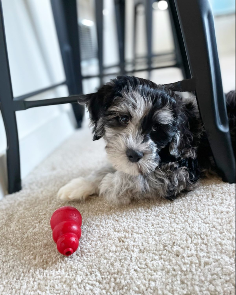 Playful Portuguese Water Dog Poodle Mix Pup