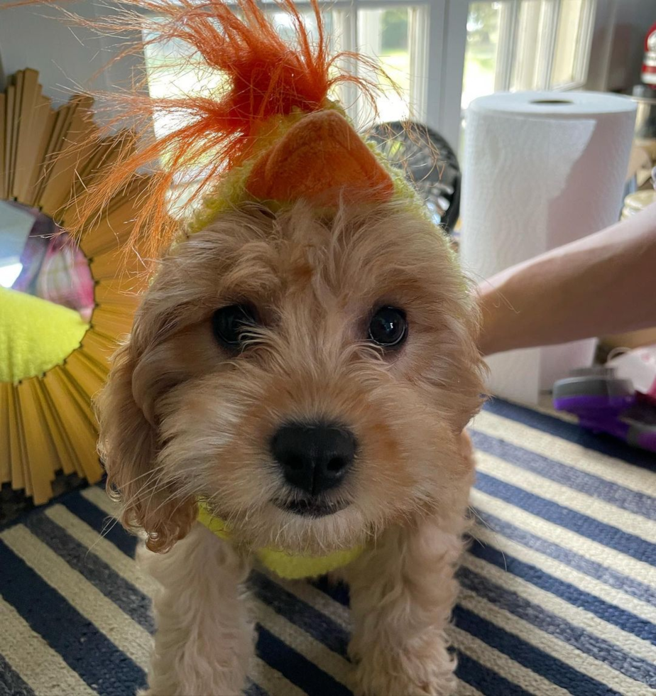 Funny Cavapoo Poodle Mix Pup