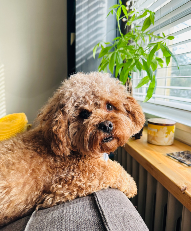 Cavapoo Being Cute