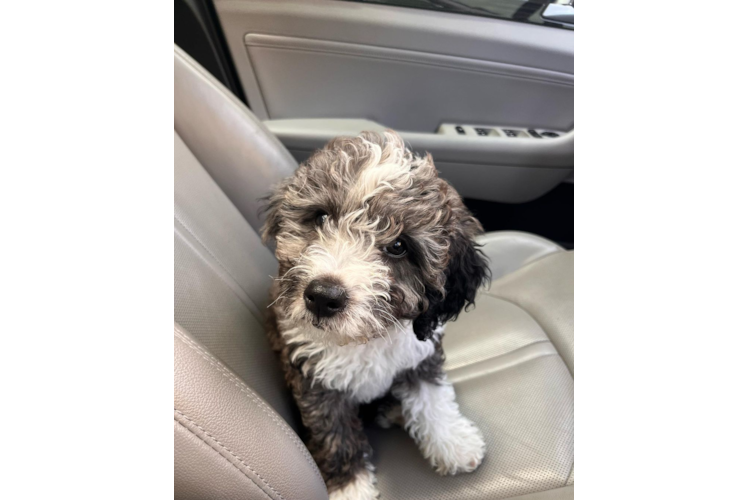 Fluffy Mini Bernedoodle Poodle Mix Pup