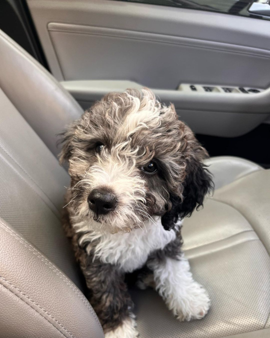 Adorable Mini Berniedoodle Poodle Mix Pup