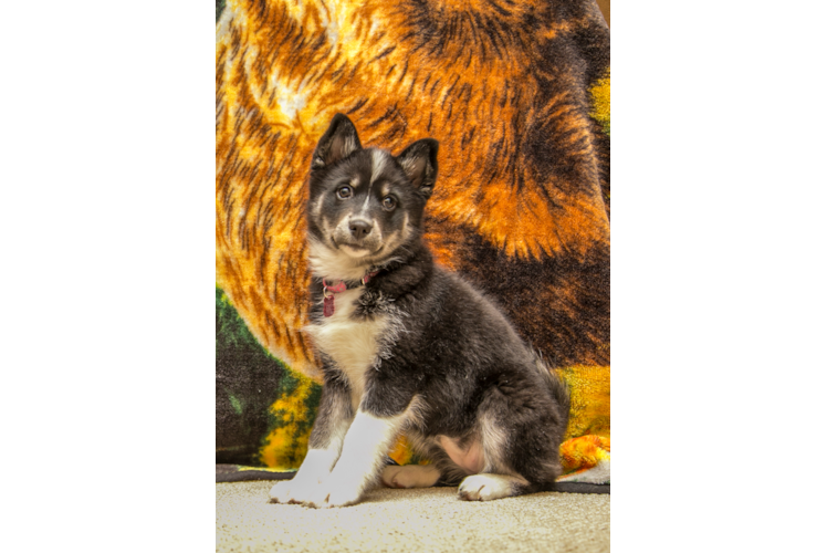 Pomsky Pup Being Cute