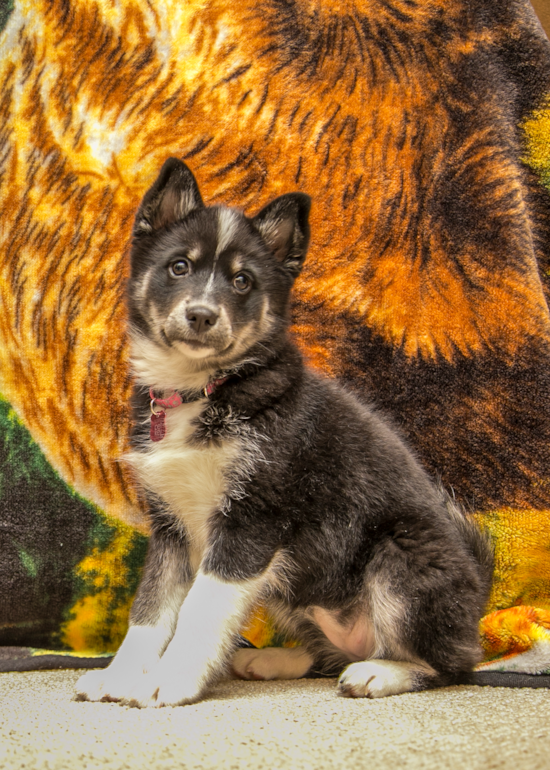 Adorable Mini Husky Designer Pup