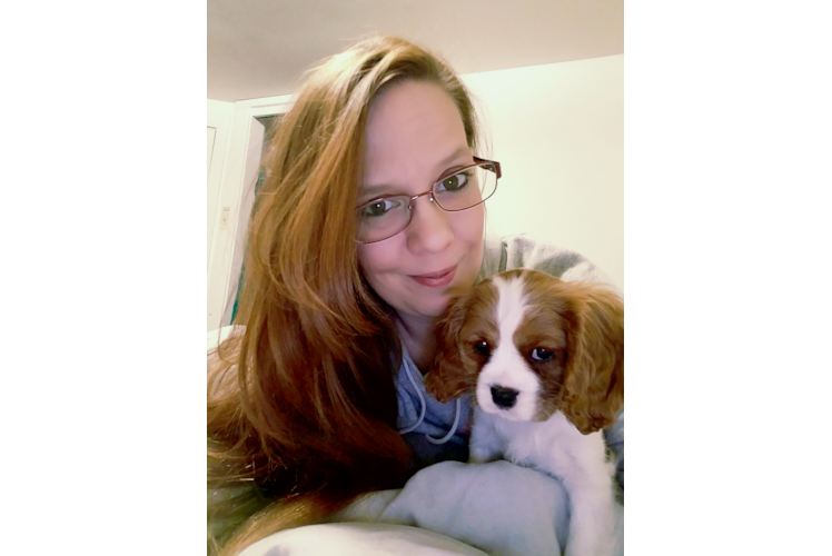 Cavalier King Charles Spaniel Puppy for Adoption