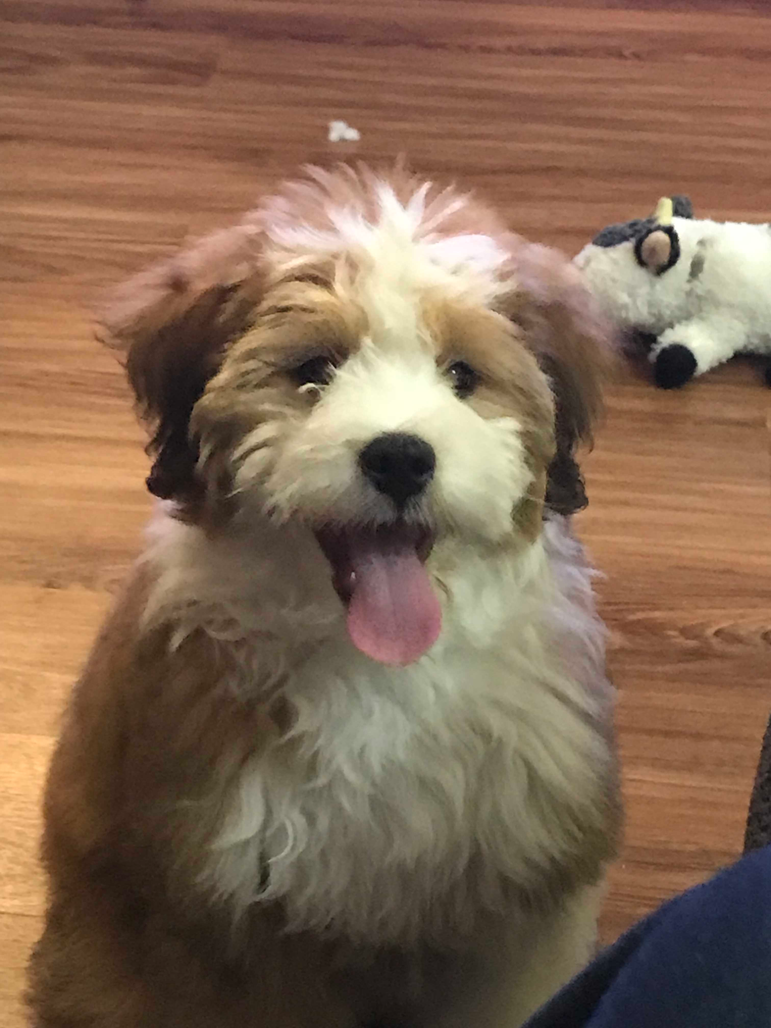 Smart Mini Bernedoodle Poodle Mix Pup