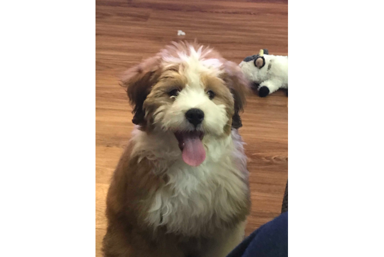 Smart Mini Bernedoodle Poodle Mix Pup