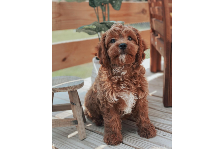 Cavapoo Pup Being Cute