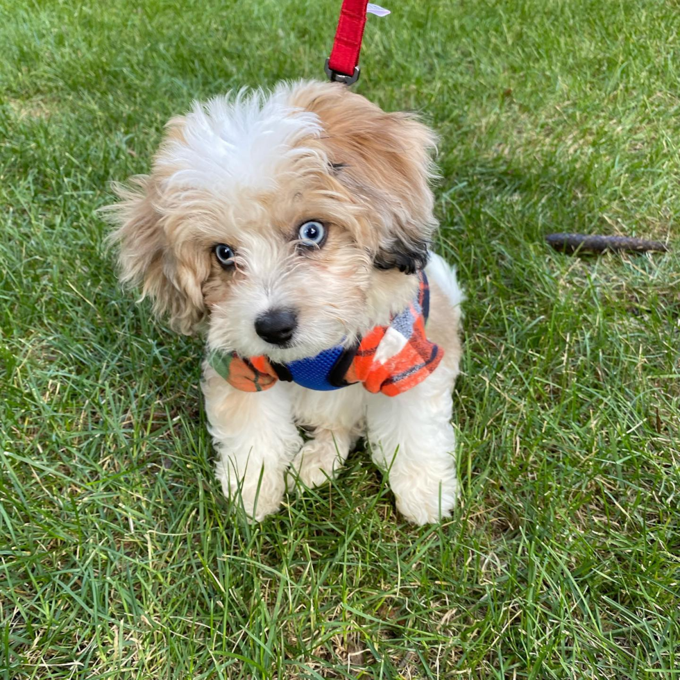 FLORHAM PARK Aussiechon Pup