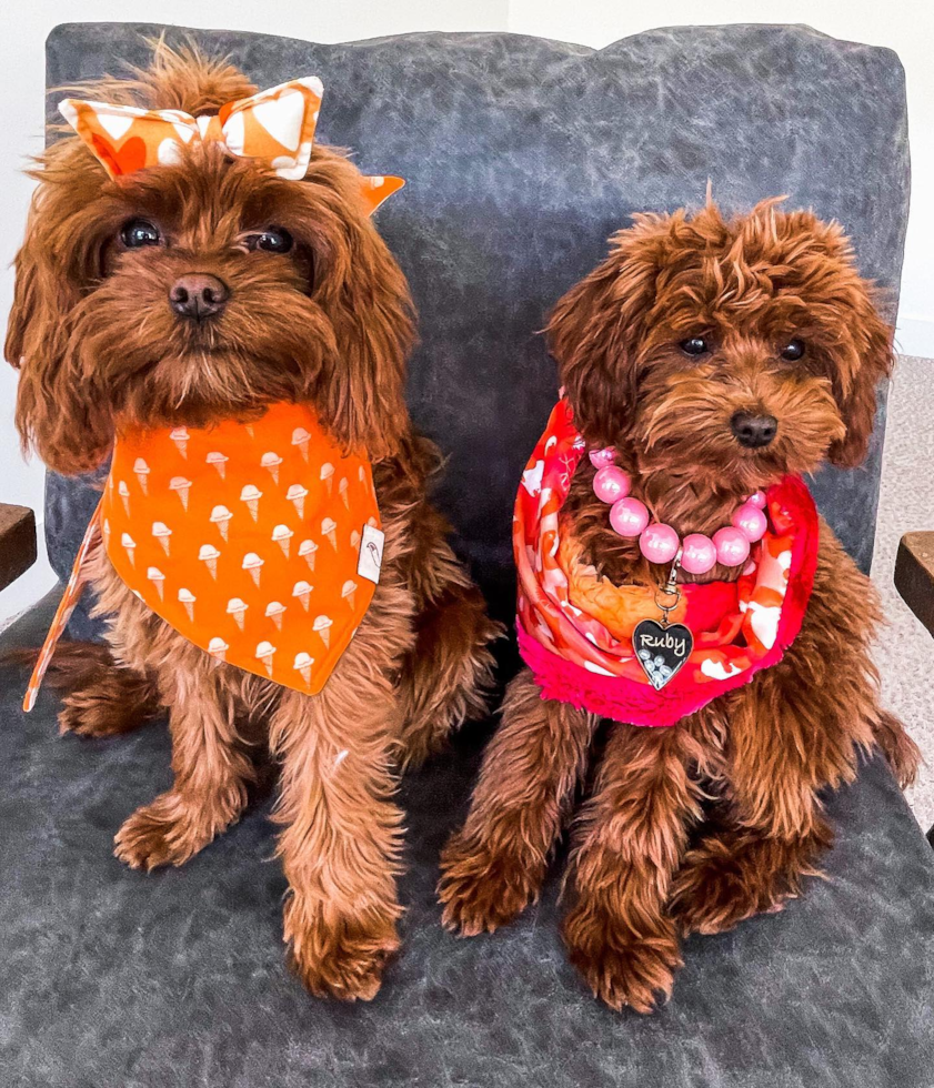 Energetic Cavoodle Poodle Mix Pup