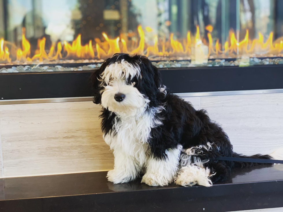 Sweet Mini Sheepadoodle Pup in Nashville TN