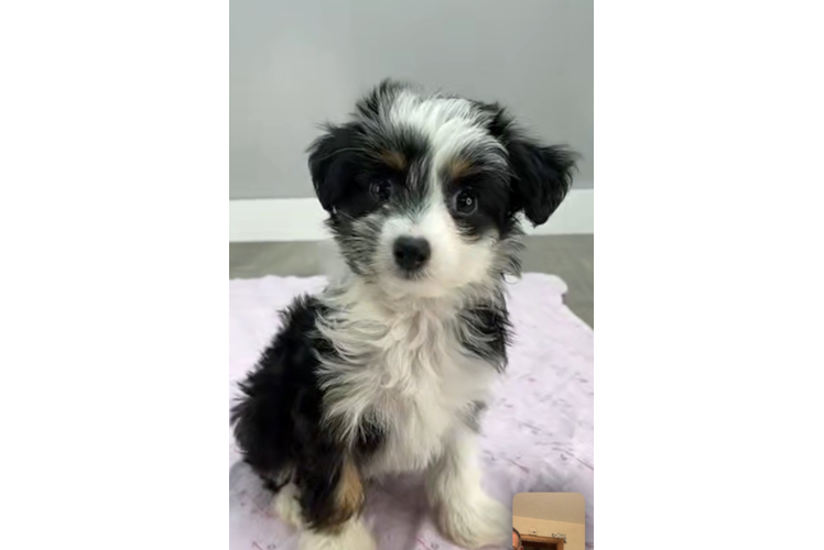 Energetic Aussiepoo Poodle Mix Puppy