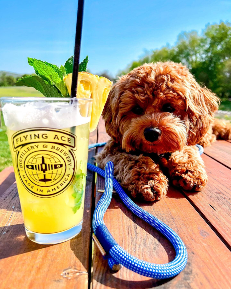 Friendly Cavapoo Pup