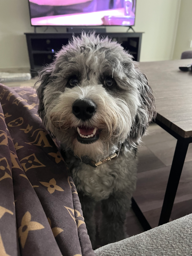 Cute Mini Aussiedoodle Pup