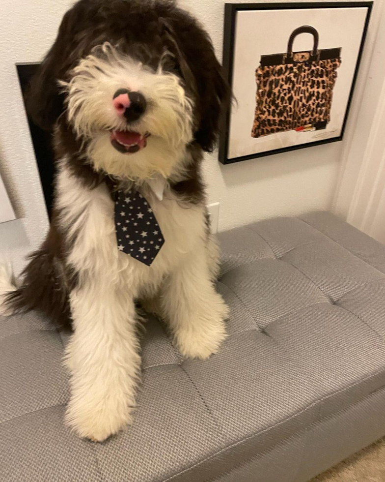 Smart Mini Sheepadoodle Poodle Mix Pup