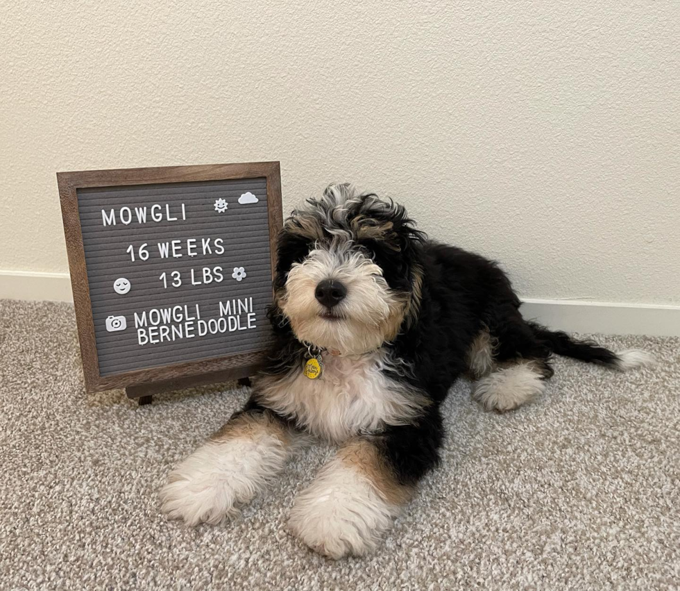 Friendly Mini Bernedoodle Pup in El Cerrito CA