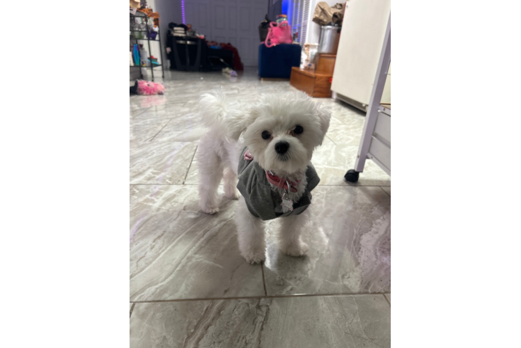 Maltese Puppy for Adoption