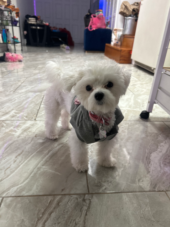 Maltese