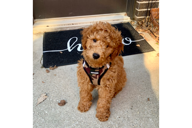 Funny Mini Goldendoodle Poodle Mix Pup