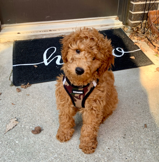 Mini Goldendoodle Being Cute