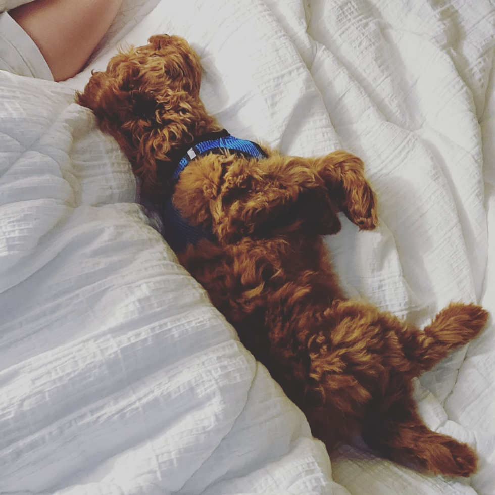 Energetic Golden Retriever Poodle Mix Pup